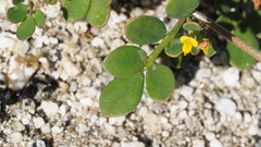 Acmispon maritimus brevivexillus