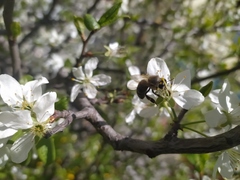 Apis mellifera