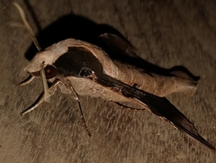 Callionima denticulata