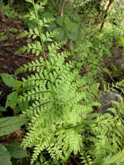Dennstaedtia wilfordii
