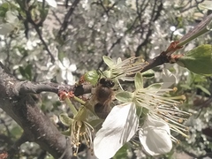 Apis mellifera