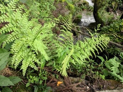 Dennstaedtia wilfordii