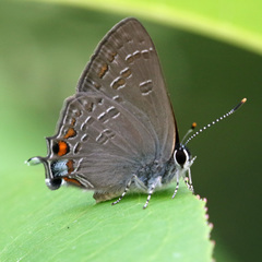 Satyrium kingi