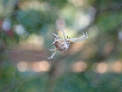 Cyrtophora citricola