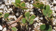 Acmispon maritimus brevivexillus