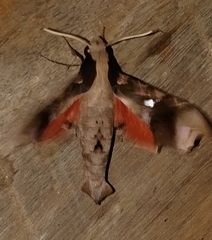 Callionima denticulata