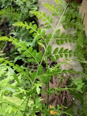 Dennstaedtia wilfordii