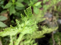 Dennstaedtia wilfordii