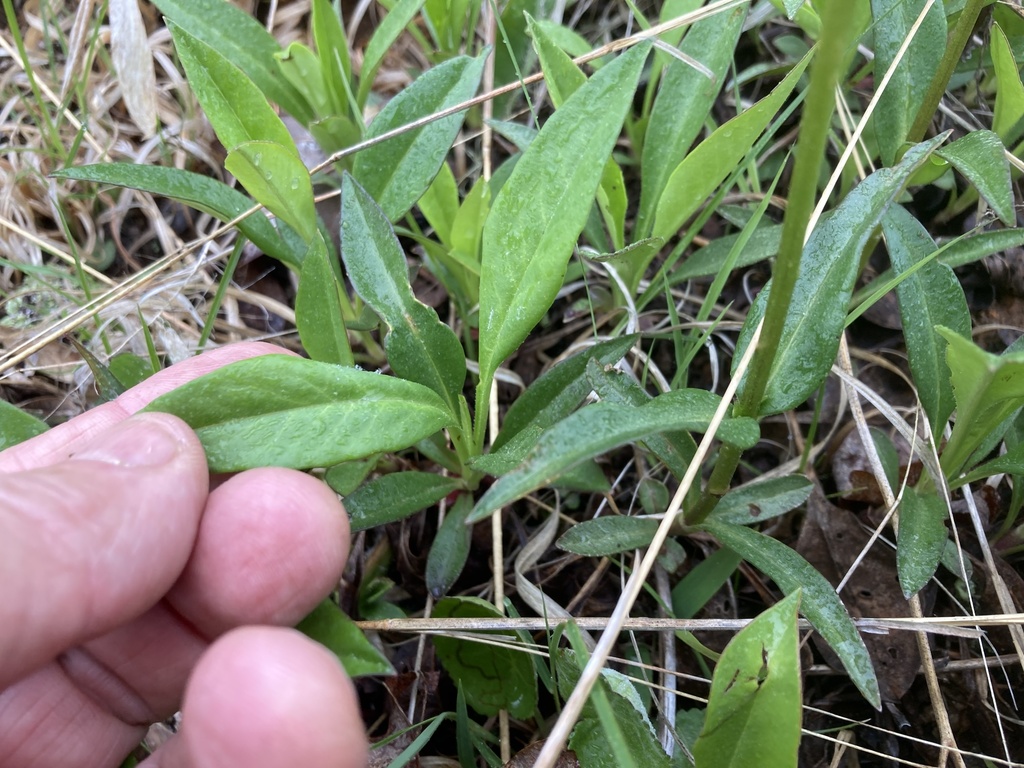 Phlox ovata; photograph (c) Hill Craddock, some rights reserved (CC BY)