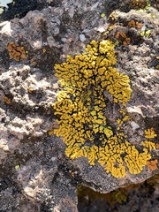 Candelina submexicana