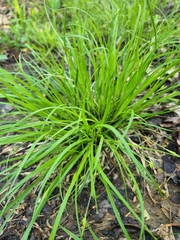 Carex timida