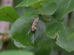 Syricoris lacunana