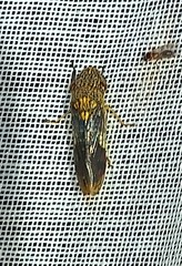 Homalodisca ichthyocephala