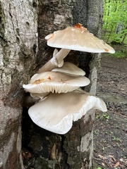 Ossicaulis lignatilis