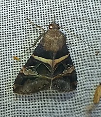 Melipotis perpendicularis