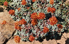 Eriogonum ternatum