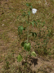 Hibiscus meraukensis