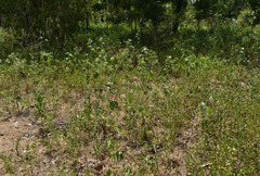 Hibiscus meraukensis