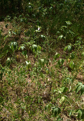 Hibiscus meraukensis