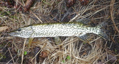 Esox cisalpinus