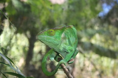 Calumma parsonii parsonii