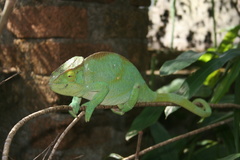 Calumma parsonii parsonii