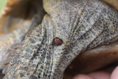 Hyalomma aegyptium