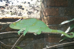 Calumma parsonii parsonii