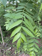 Juglans nigra