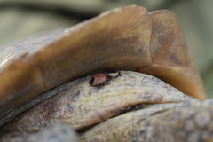 Hyalomma aegyptium