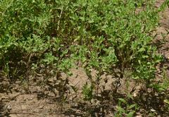 Acanthospermum hispidum