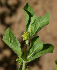 Acanthospermum hispidum