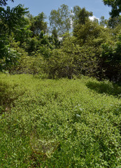 Acanthospermum hispidum