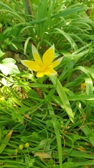 Tulipa urumiensis