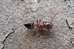 Crematogaster pinicola