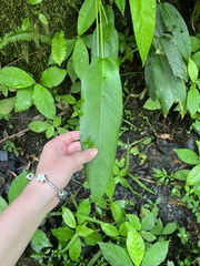Anthurium dominicense