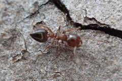 Crematogaster pinicola