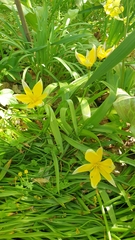 Tulipa urumiensis
