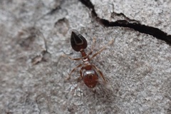 Crematogaster pinicola