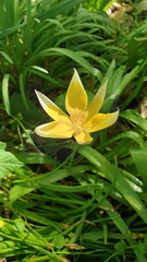 Tulipa urumiensis