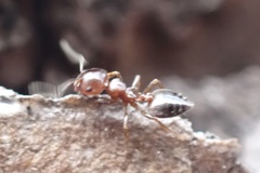 Crematogaster pinicola