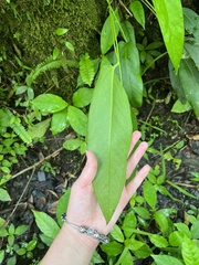 Anthurium dominicense