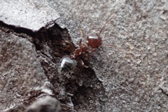 Crematogaster pinicola
