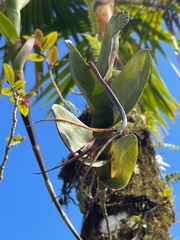 Epidendrum angustilobum