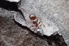 Crematogaster pinicola