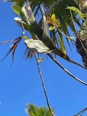 Epidendrum angustilobum
