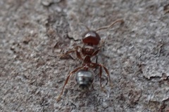 Crematogaster pinicola