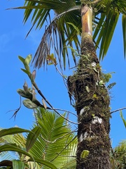 Epidendrum angustilobum