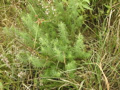 Baccharis coridifolia