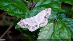 Scopula propinquaria